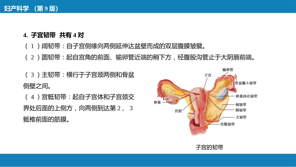 女性生殖系统解剖_第14页