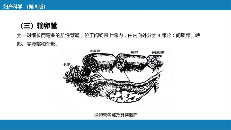 女性生殖系统解剖_第15页