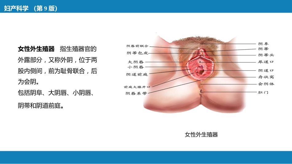 女性生殖系统解剖_第5页