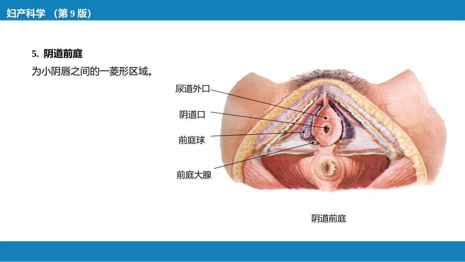 女性生殖系统解剖_第7页