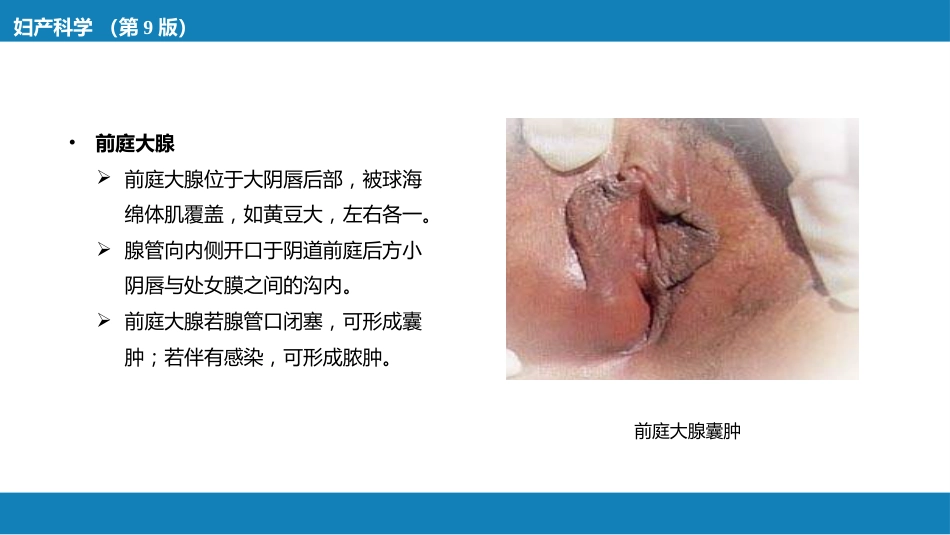 女性生殖系统解剖_第8页