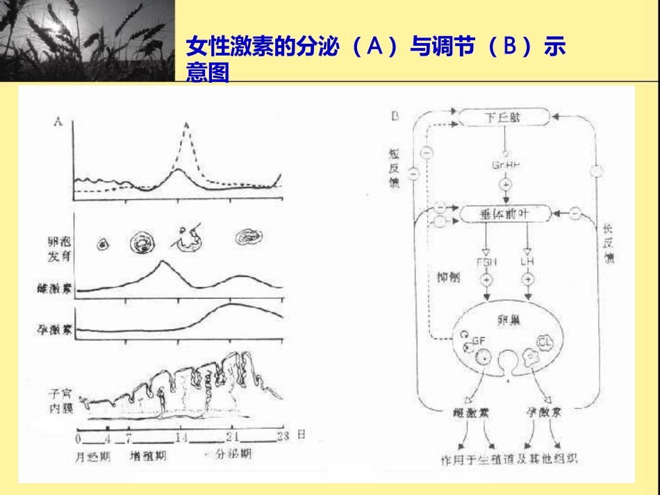 性激素类药物与避孕药-课件_第4页