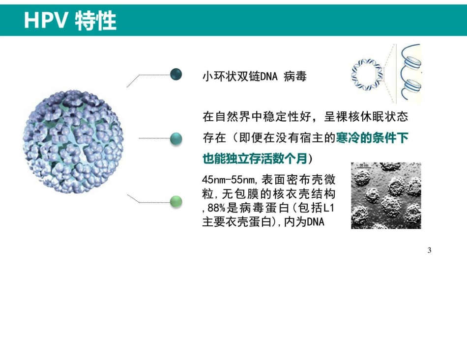 最新HPV感染与临床防治【63页】_第2页