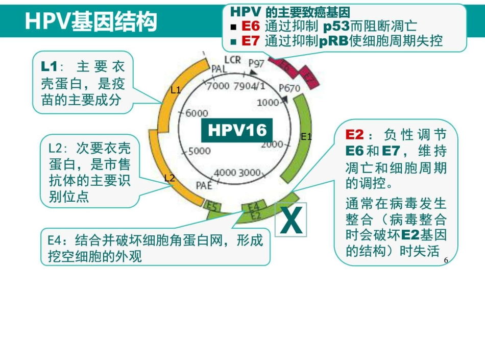 最新HPV感染与临床防治【63页】_第5页