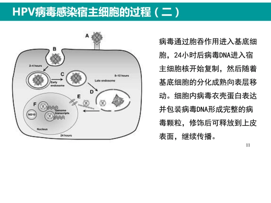 最新HPV感染与临床防治_第10页