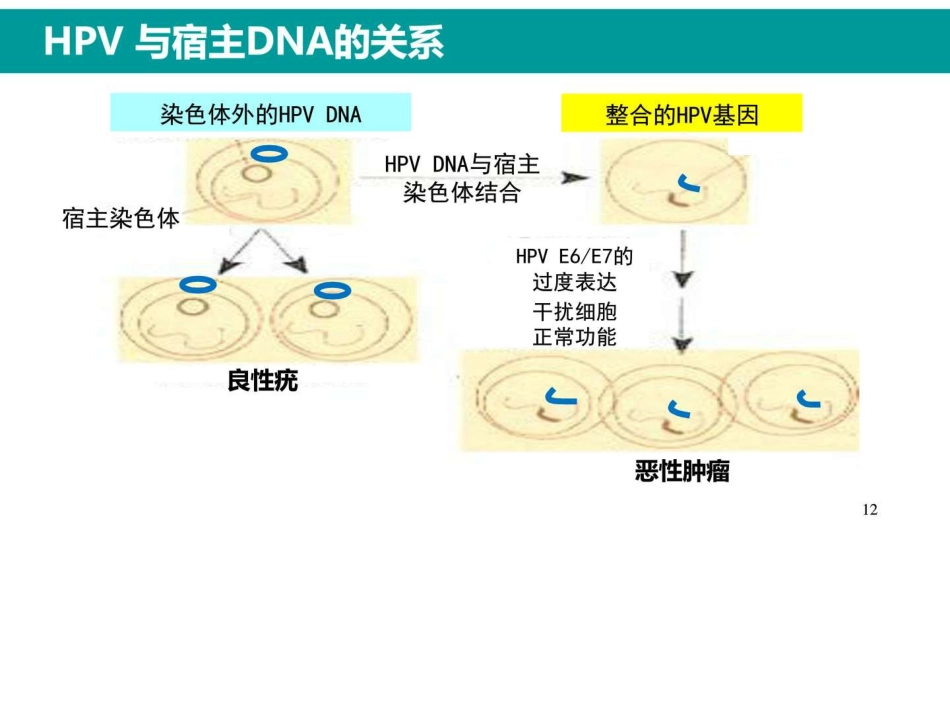 最新HPV感染与临床防治_第11页