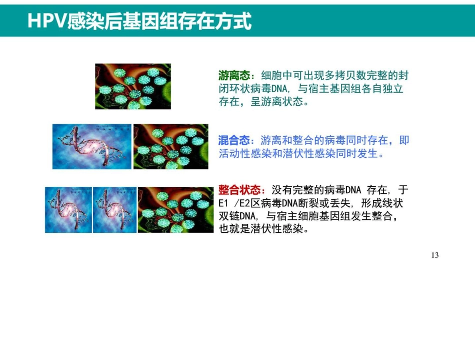 最新HPV感染与临床防治_第12页