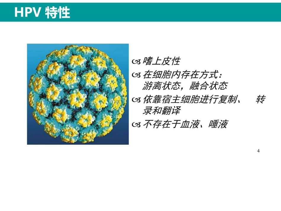 最新HPV感染与临床防治_第3页