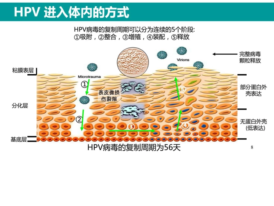 最新HPV感染与临床防治_第7页