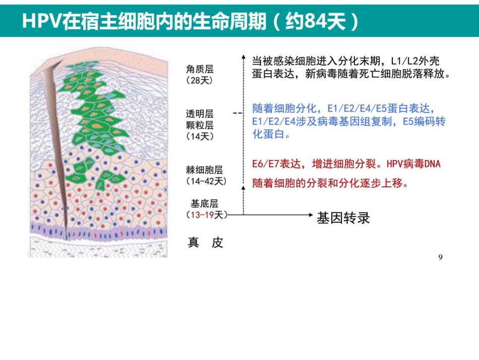 最新HPV感染与临床防治_第8页