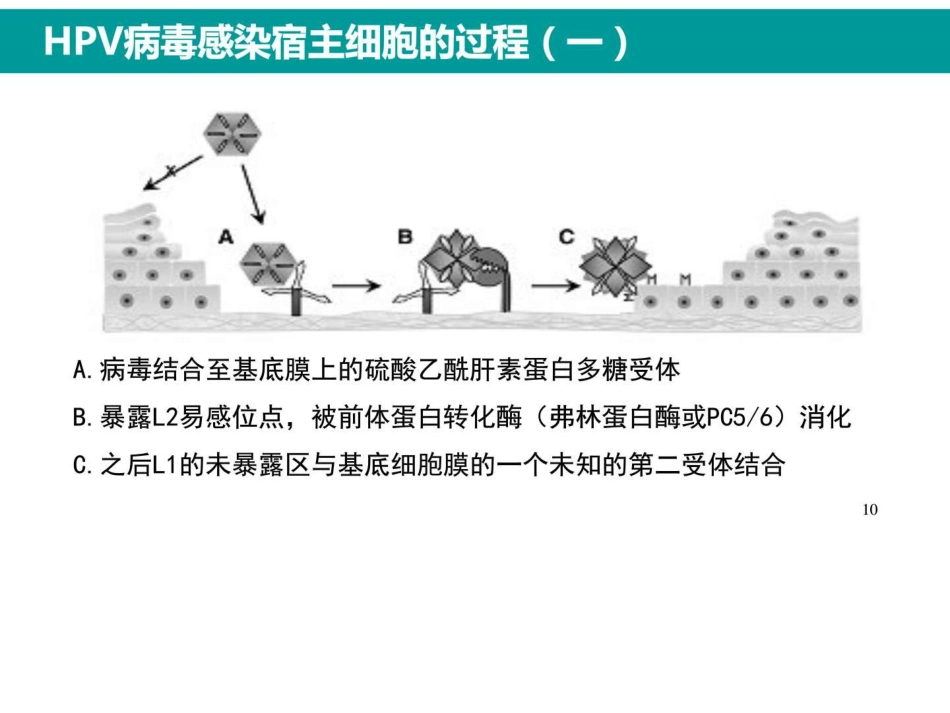 最新HPV感染与临床防治_第9页