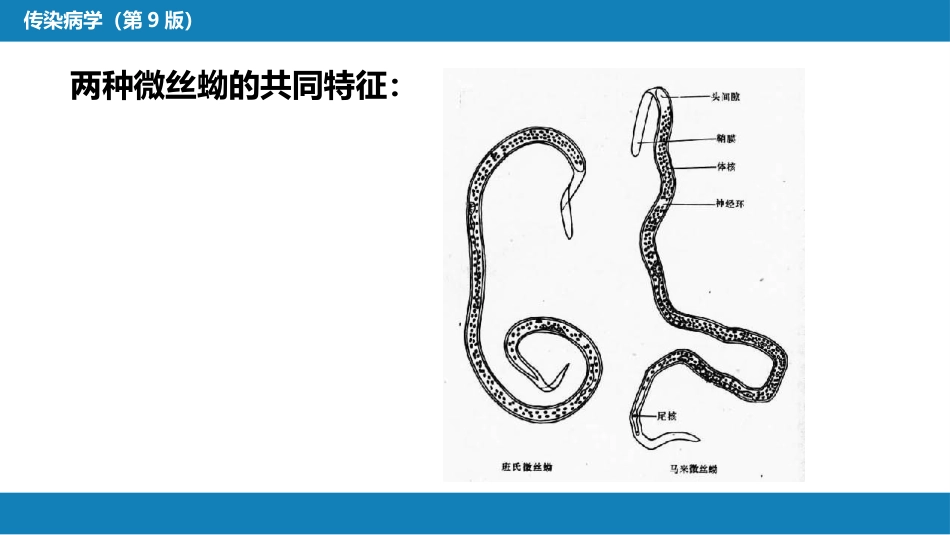 第八章 蠕虫病 第二节 丝虫病_第13页