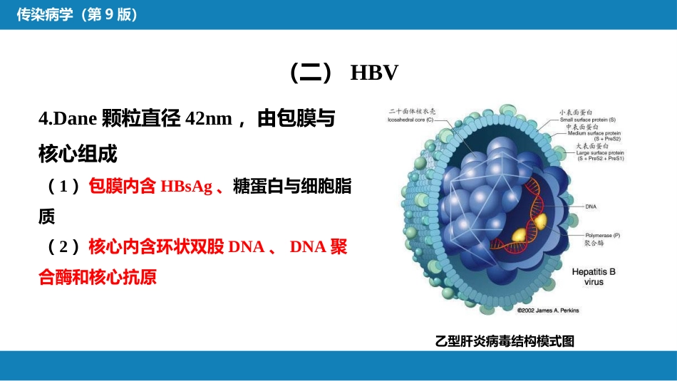 第二章 病毒性传染病 第一节 病毒性肝炎（一）_第12页