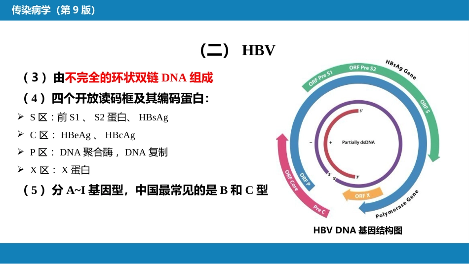 第二章 病毒性传染病 第一节 病毒性肝炎（一）_第13页