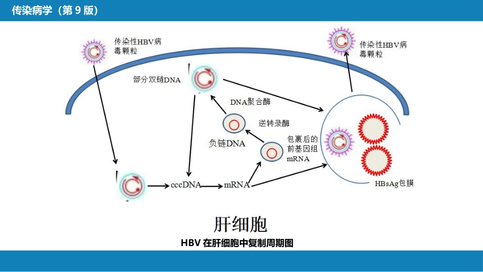 第二章 病毒性传染病 第一节 病毒性肝炎（一）_第14页