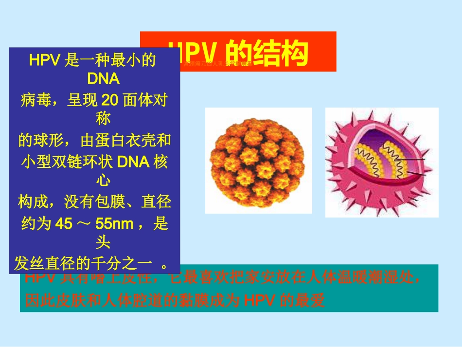 子宫颈癌与HPV关系_第15页
