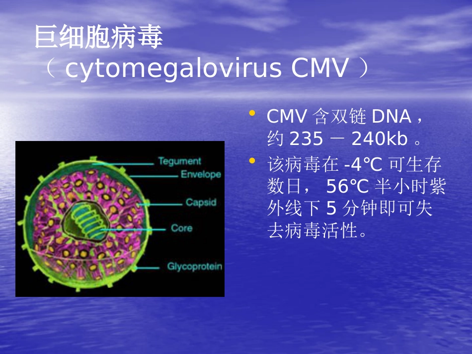 先天巨细胞病毒感染_第2页