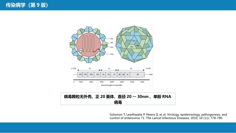 第二章 病毒性传染病 第二节 肠道病毒感染 手足口病+病毒感染性腹泻_第5页