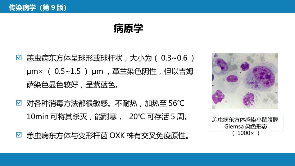 第三章 立克次体病 第二节 恙虫病_第8页