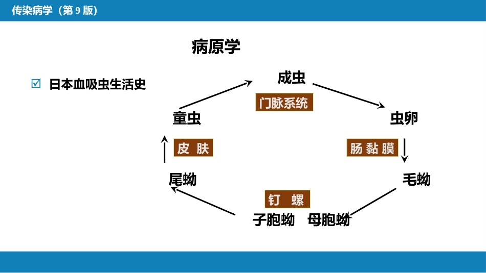 第八章 蠕虫病 第一节 吸虫病_第6页