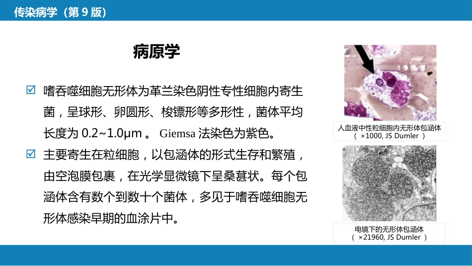 第三章 立克次体病 第三节 人无形体病_第9页