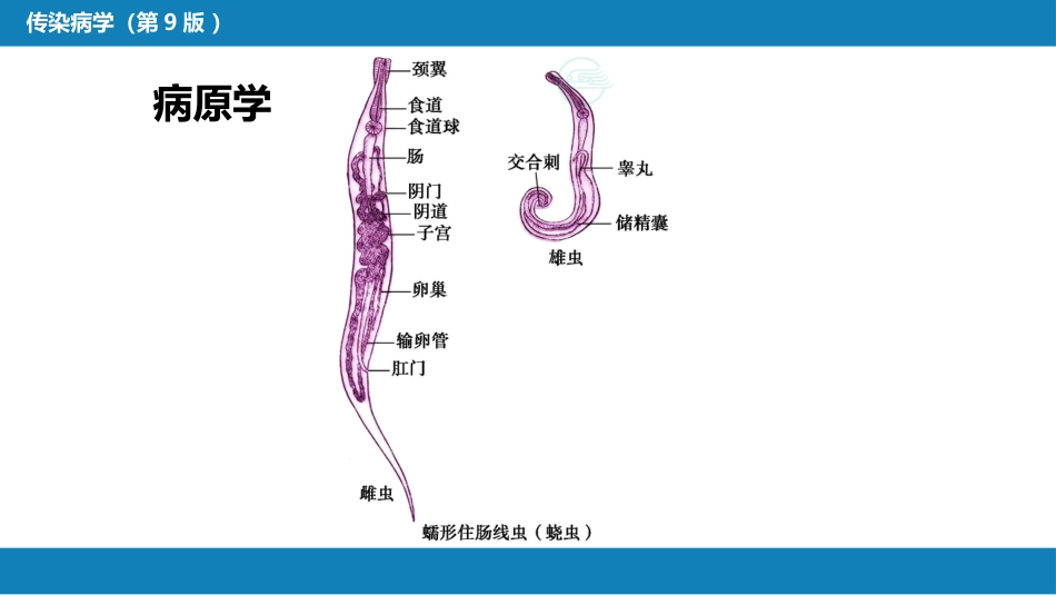 第八章 蠕虫病 第三节 线虫病（二）_第5页