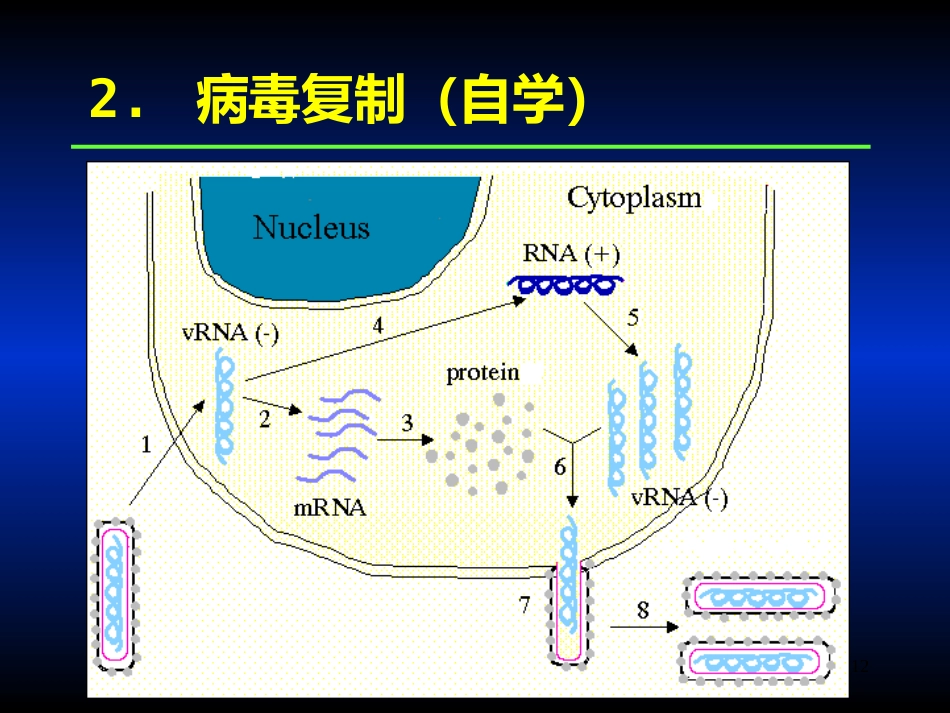 其他病毒狂犬病病毒_第12页