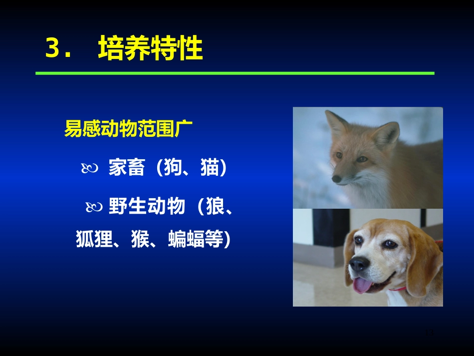 其他病毒狂犬病病毒_第13页