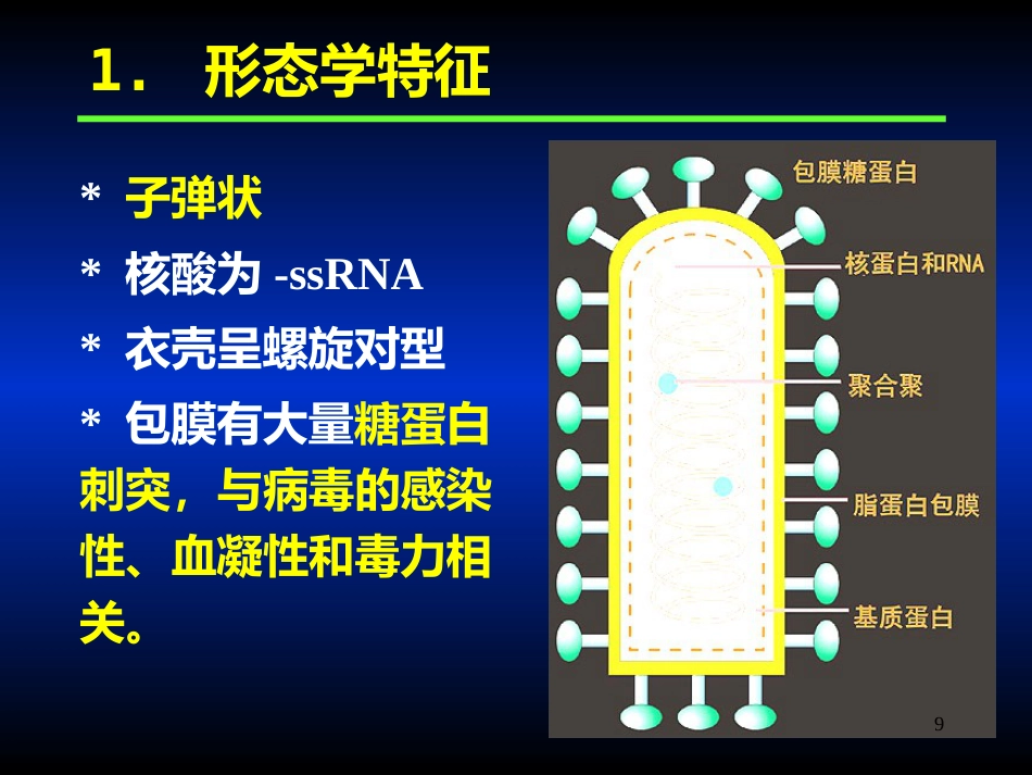 其他病毒狂犬病病毒_第9页