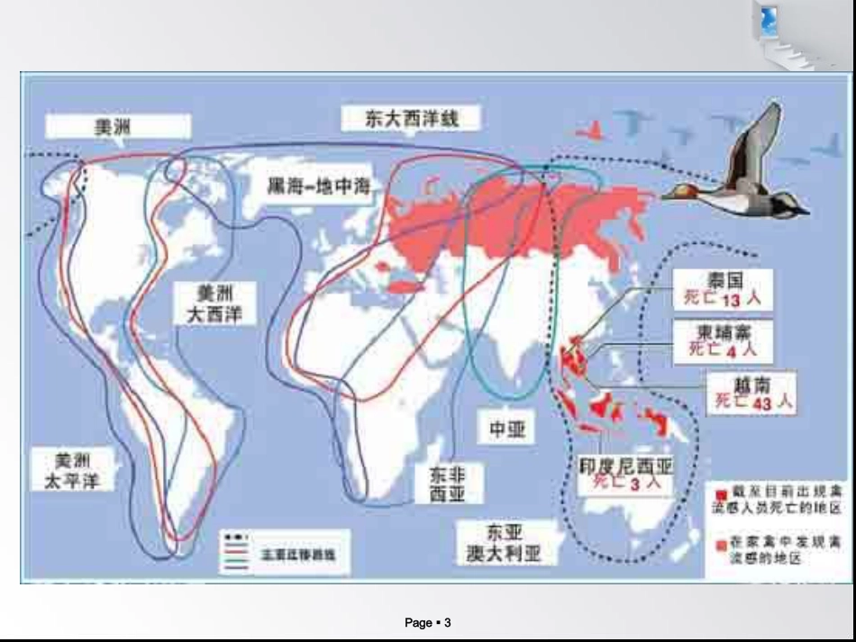 禽流感病毒_第3页