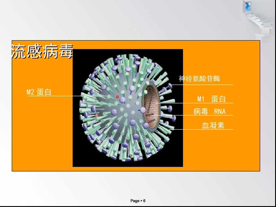 禽流感病毒_第6页