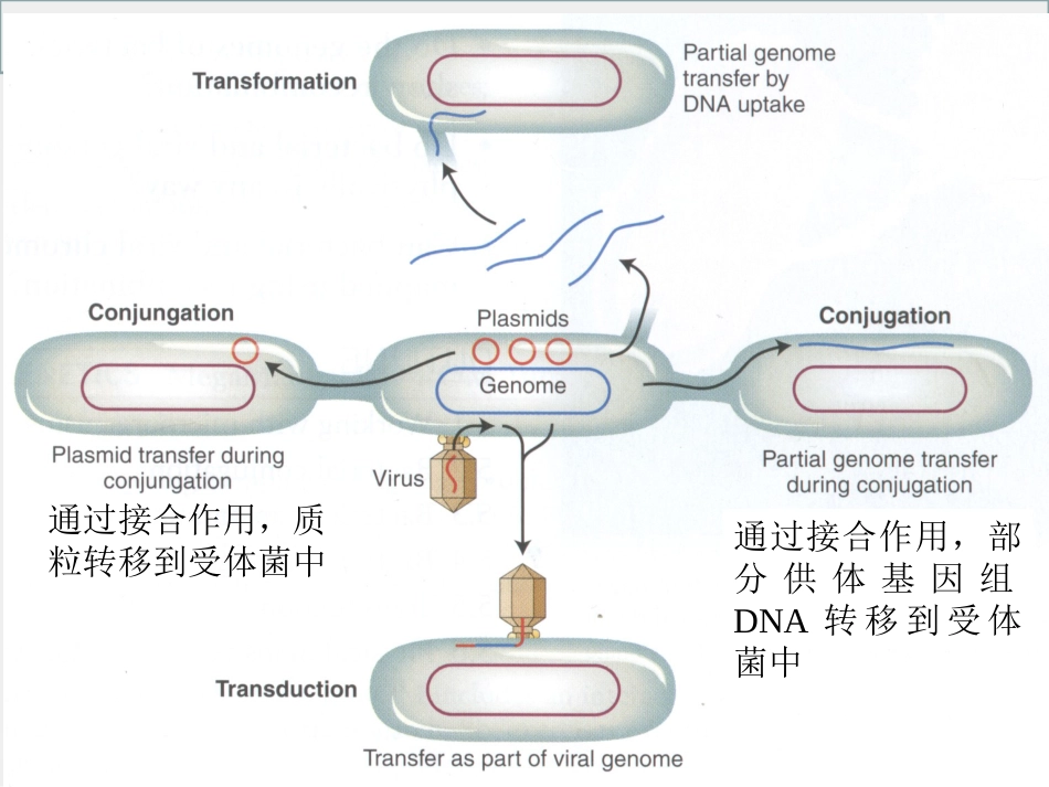 细菌和病毒的遗传_第12页