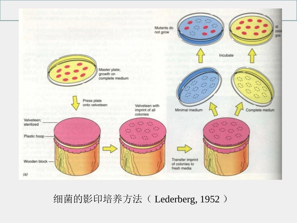 细菌和病毒的遗传_第9页