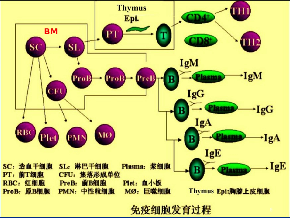 免疫性疾病(小儿免疫特点&HIV)_第5页
