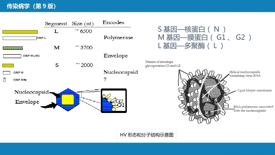 第二章 病毒性传染病 第七节 肾综合征出血热_第10页