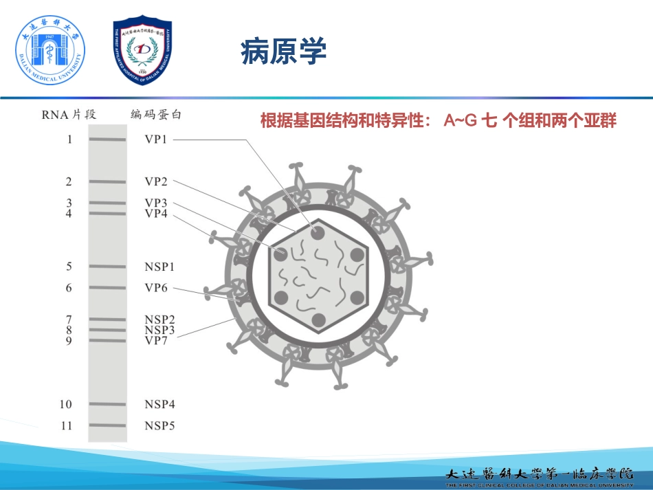 新模板人轮状病毒感染_第10页