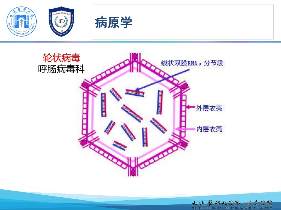 新模板人轮状病毒感染_第7页