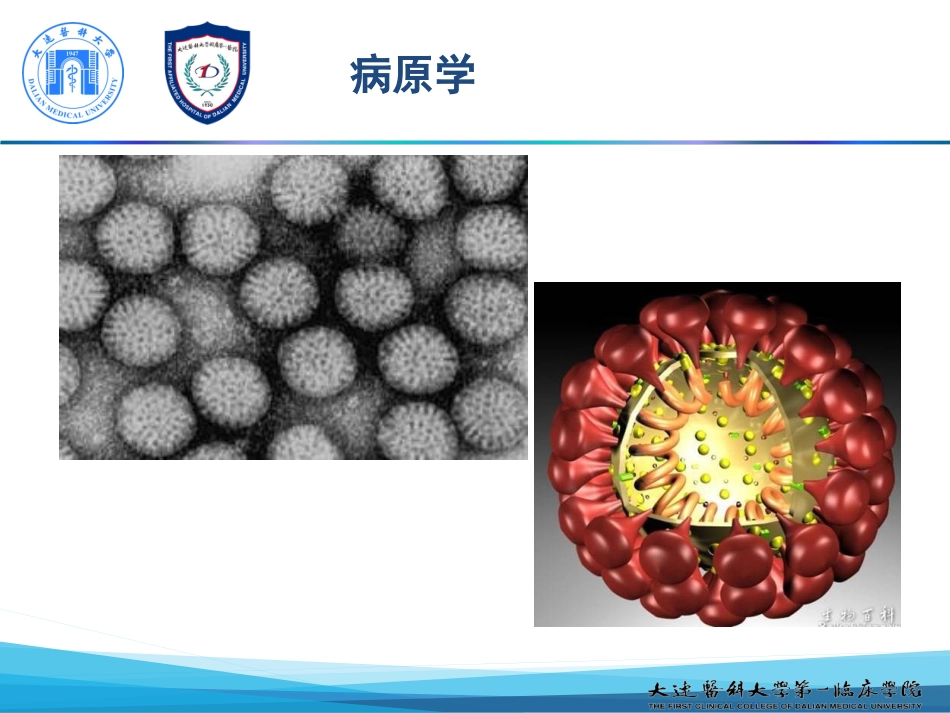 新模板人轮状病毒感染_第8页