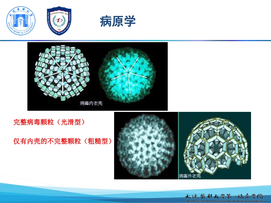 新模板人轮状病毒感染_第9页