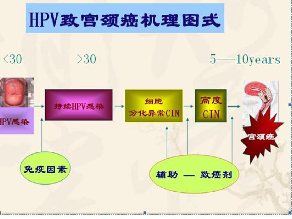 认识HPV病毒感染最新优质ppt课件_第8页