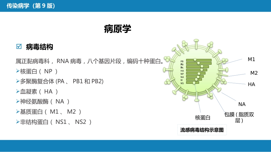 第二章 病毒性传染病 第三节 流行性感冒病毒感染_第5页