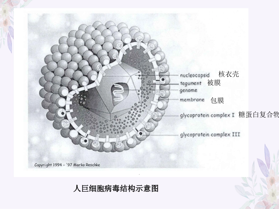 人巨细胞病毒感染_第6页