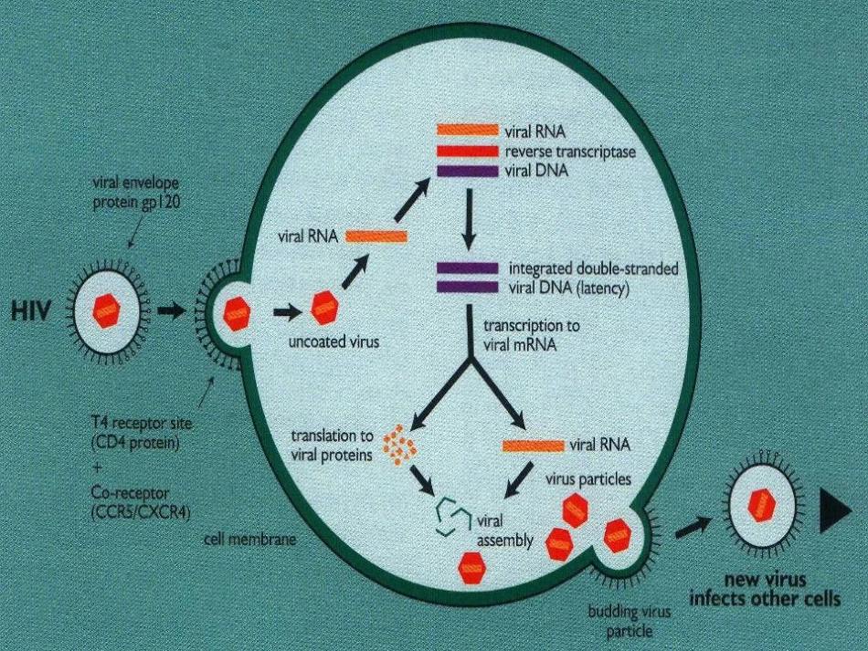 人类免疫缺陷病毒(HIV)_第10页