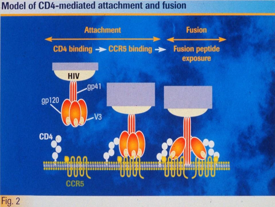 人类免疫缺陷病毒(HIV)_第11页
