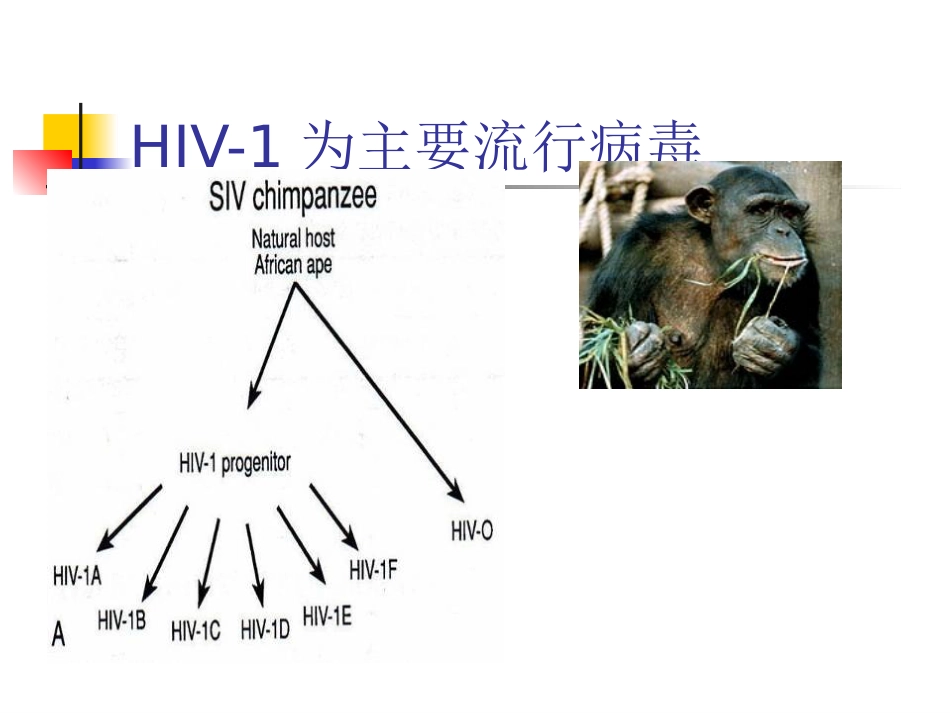 人类免疫缺陷病毒(HIV)_第5页