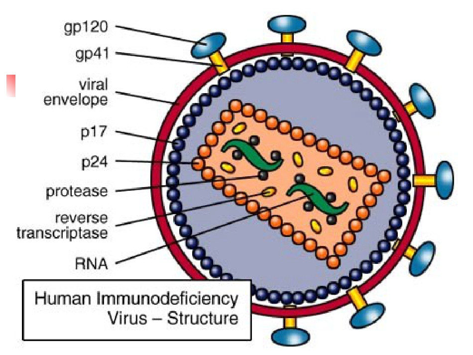 人类免疫缺陷病毒(HIV)_第8页