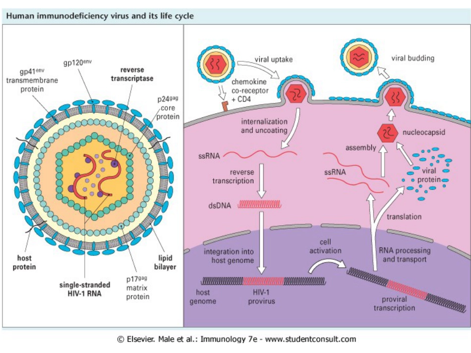 人类免疫缺陷病毒(HIV)_第9页