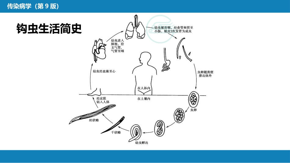 第八章 蠕虫病 第三节 线虫病（一）_第8页
