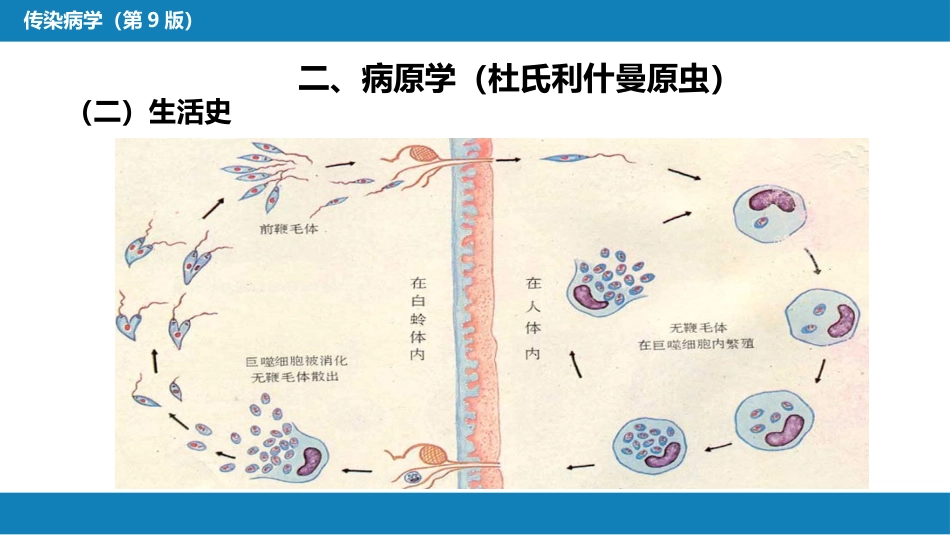 第七章 原虫病 第三节 黑热病_第11页