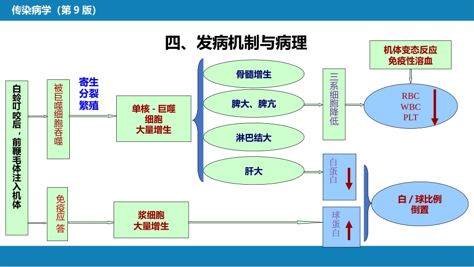 第七章 原虫病 第三节 黑热病_第15页